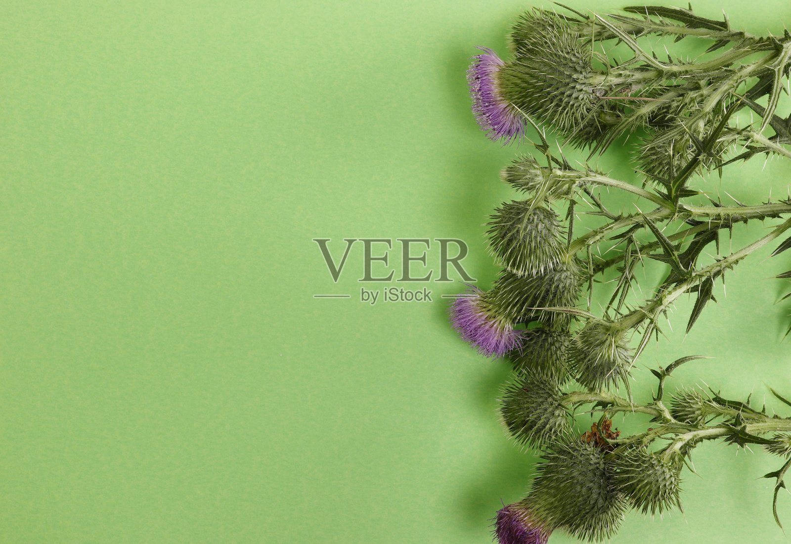 绿色背景上的蓟心花序和花不要与水飞蓟混淆。照片摄影图片