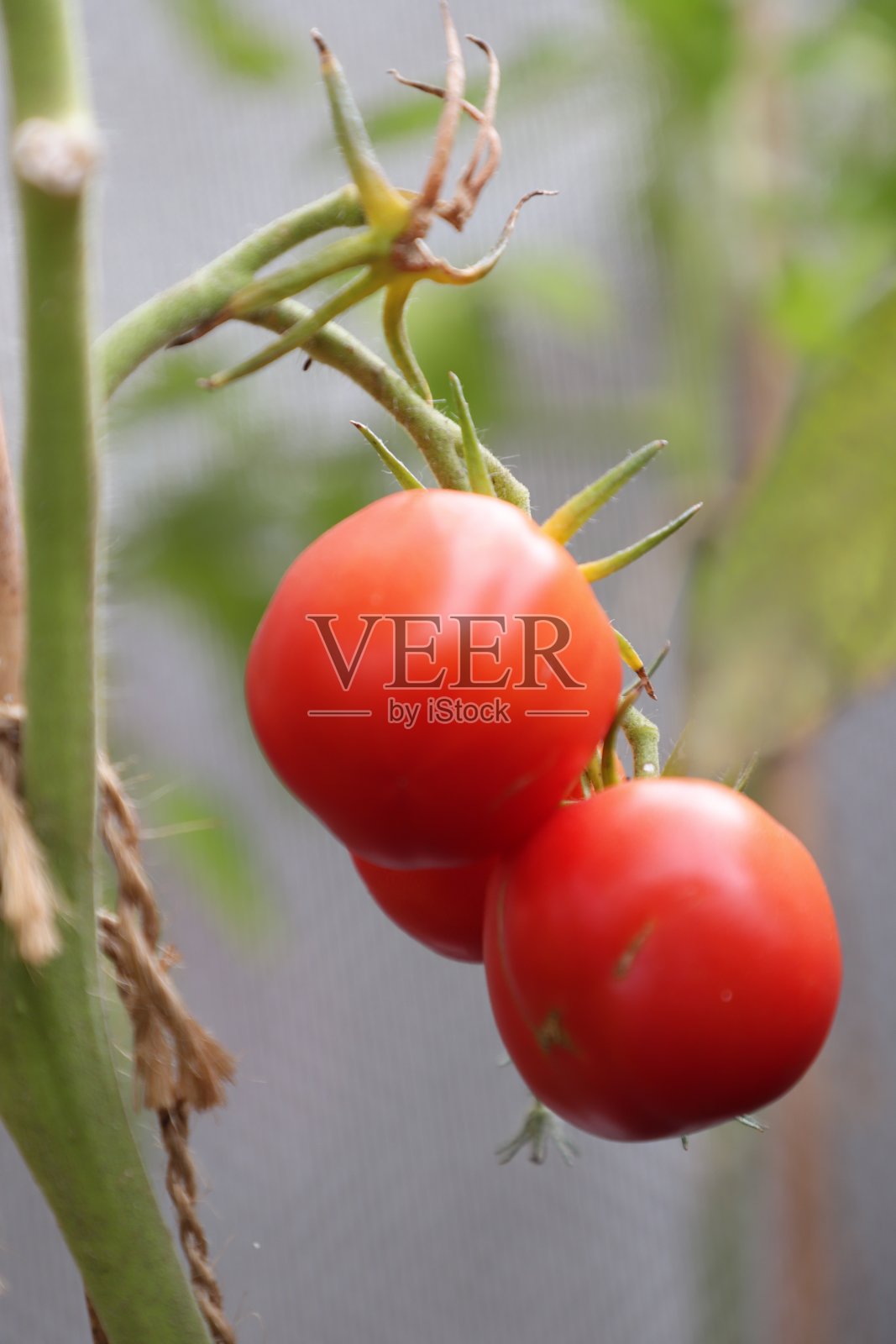 两个西红柿在一根树枝上，在阳台上有机种植供个人使用照片摄影图片