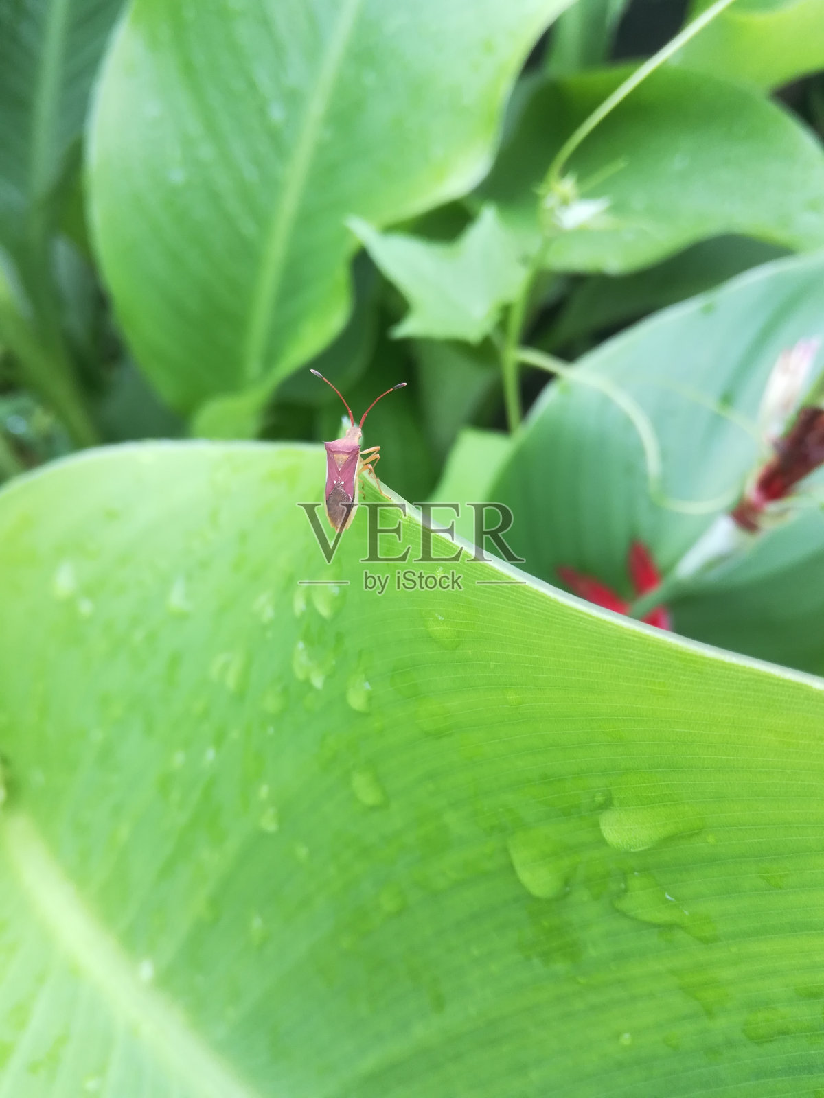 小昆虫坐在大叶子上照片摄影图片