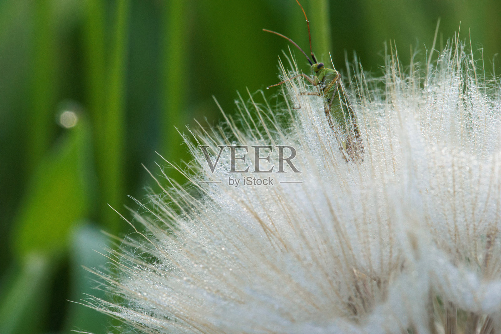 植物，春天，白天，阳光，植物学，特写，色彩，清新，结构，自然，照片摄影图片