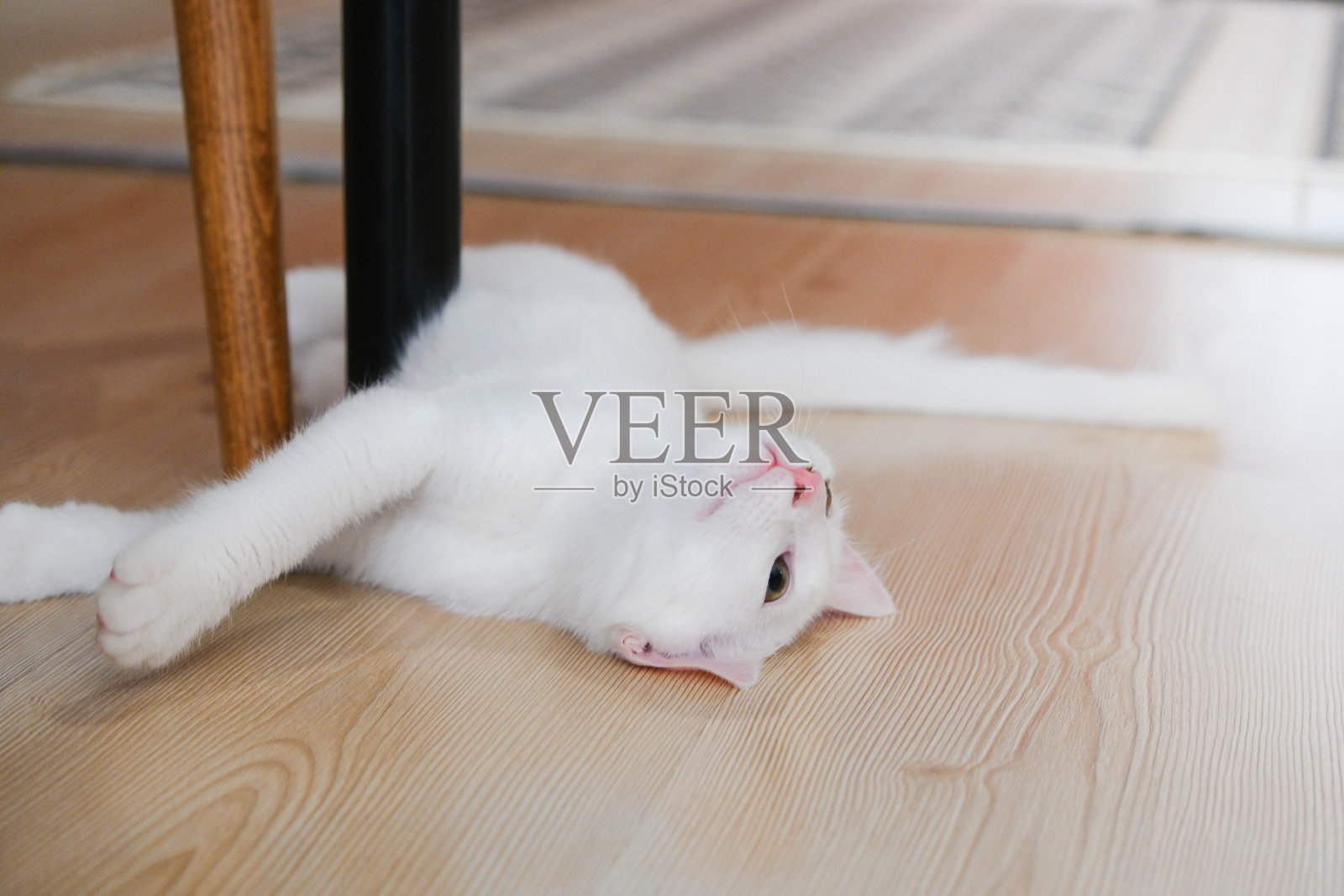 一只被收养的白猫躺在一所房子的地板上照片摄影图片