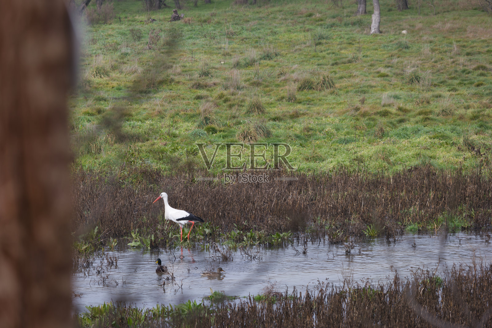 鸟，动物，自然，动物群，鹳，黑白，鸟类学，景观，大型，植物，植物群，西班牙，照片摄影图片