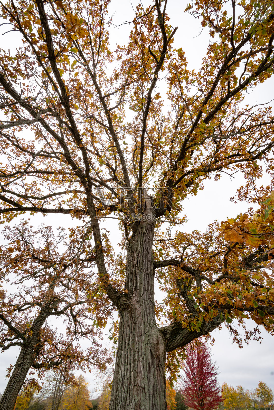 仰望着一棵挂满秋叶的橡树。照片摄影图片