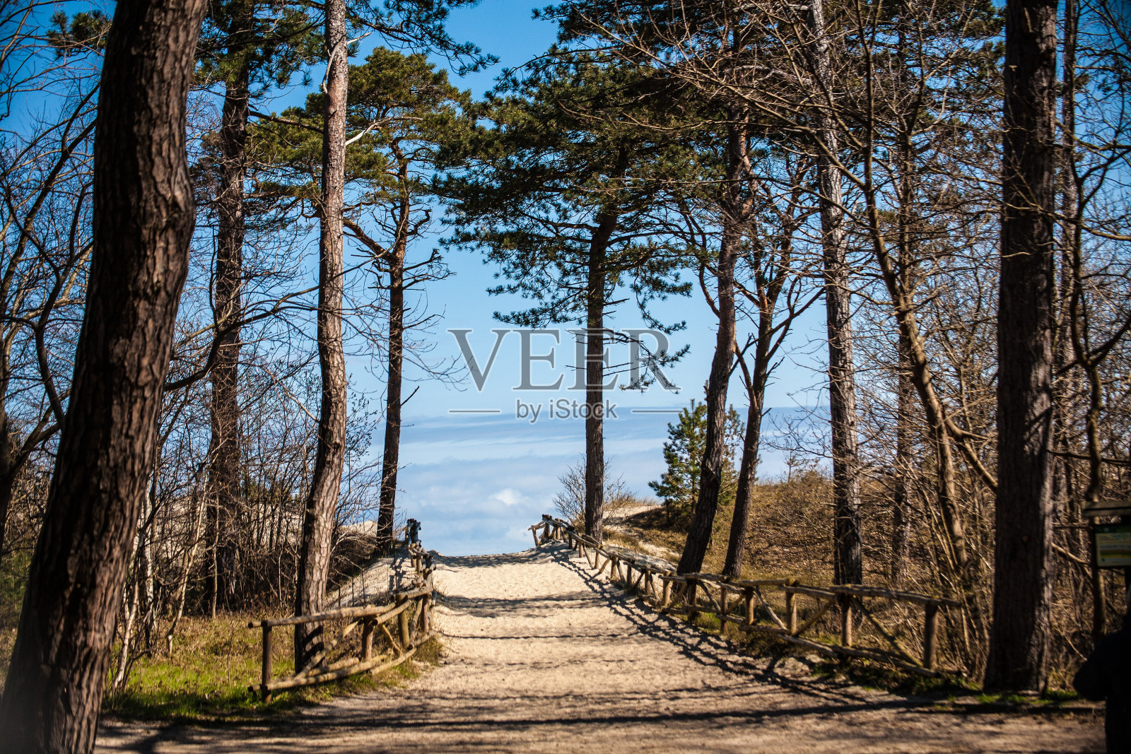 森林里的路通向大海照片摄影图片