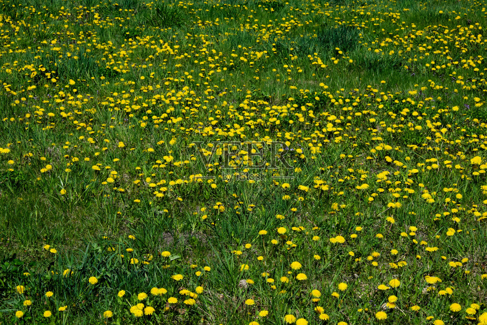 这是一片长满生机勃勃的黄色蒲公英的田野的特写。照片摄影图片