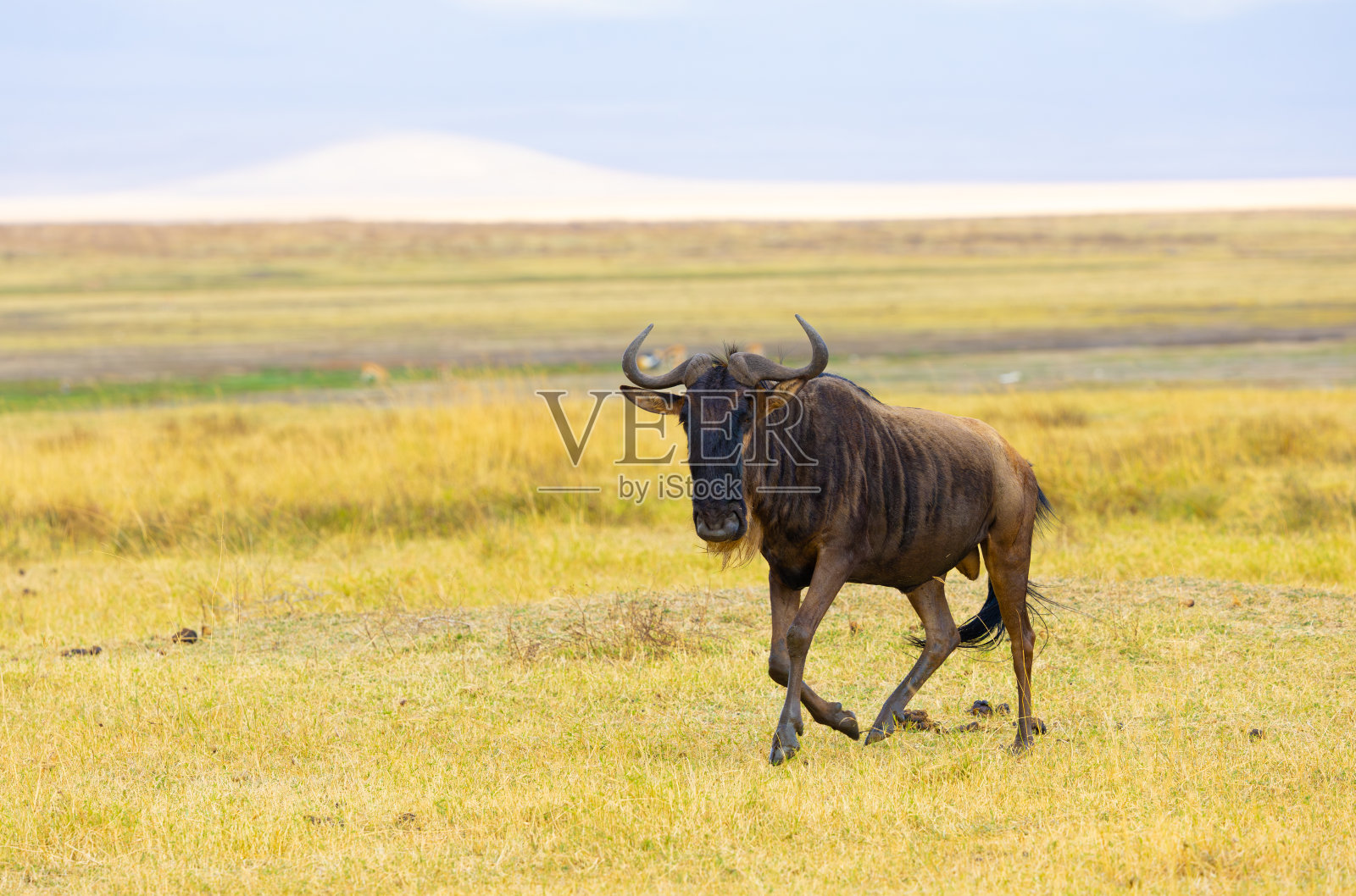 恩戈罗恩戈罗火山口的一只蓝色角马照片摄影图片