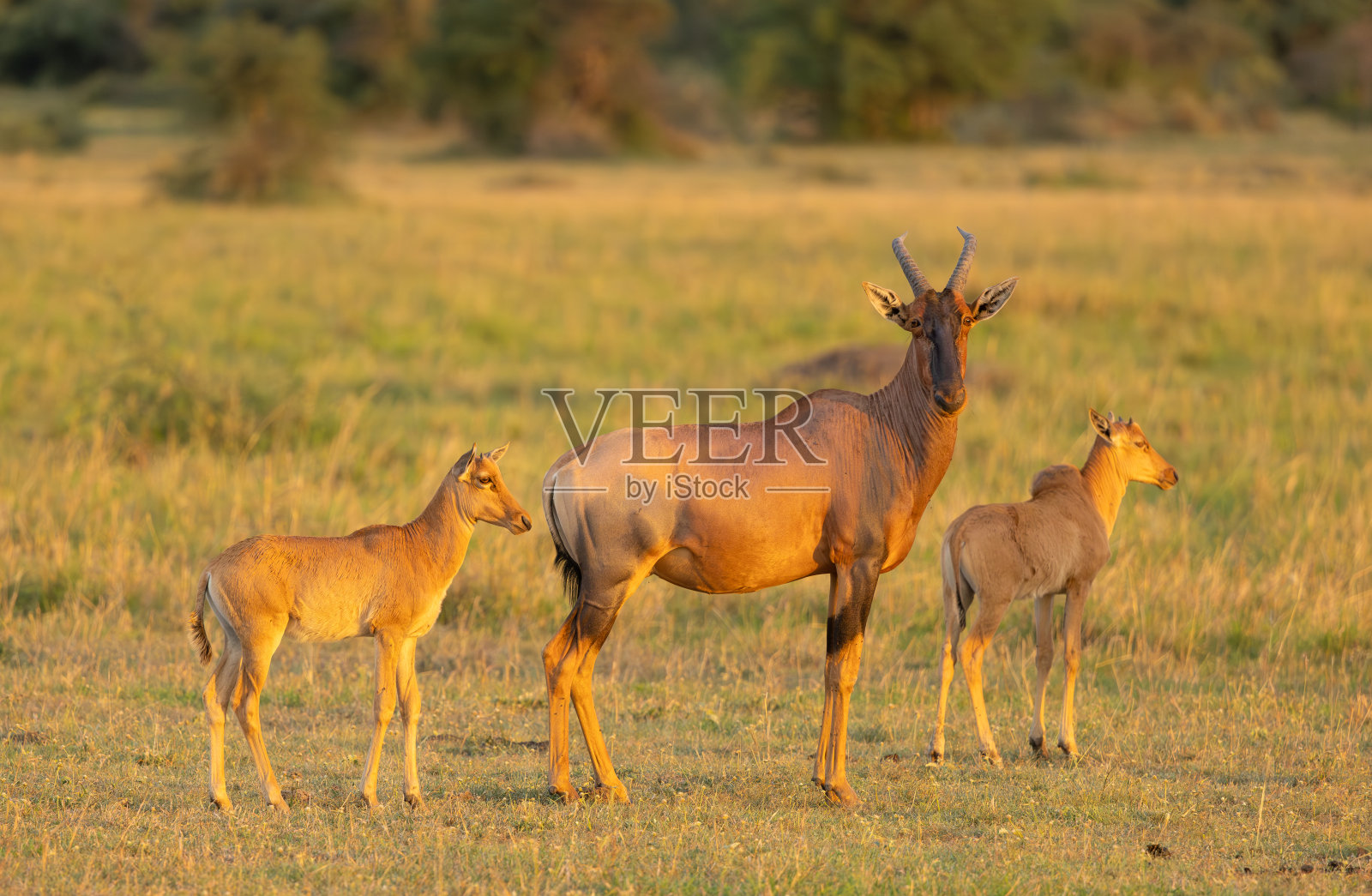 塞伦盖蒂的托皮羚羊和幼崽照片摄影图片