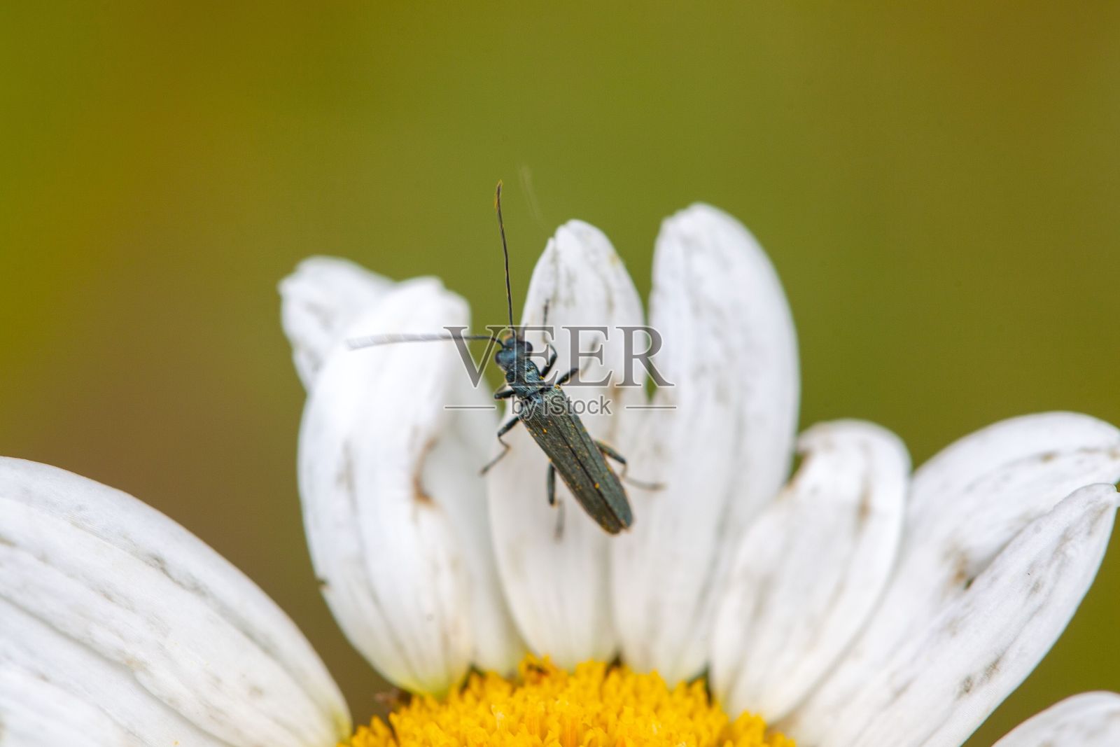 绿甲虫属的甲虫照片摄影图片