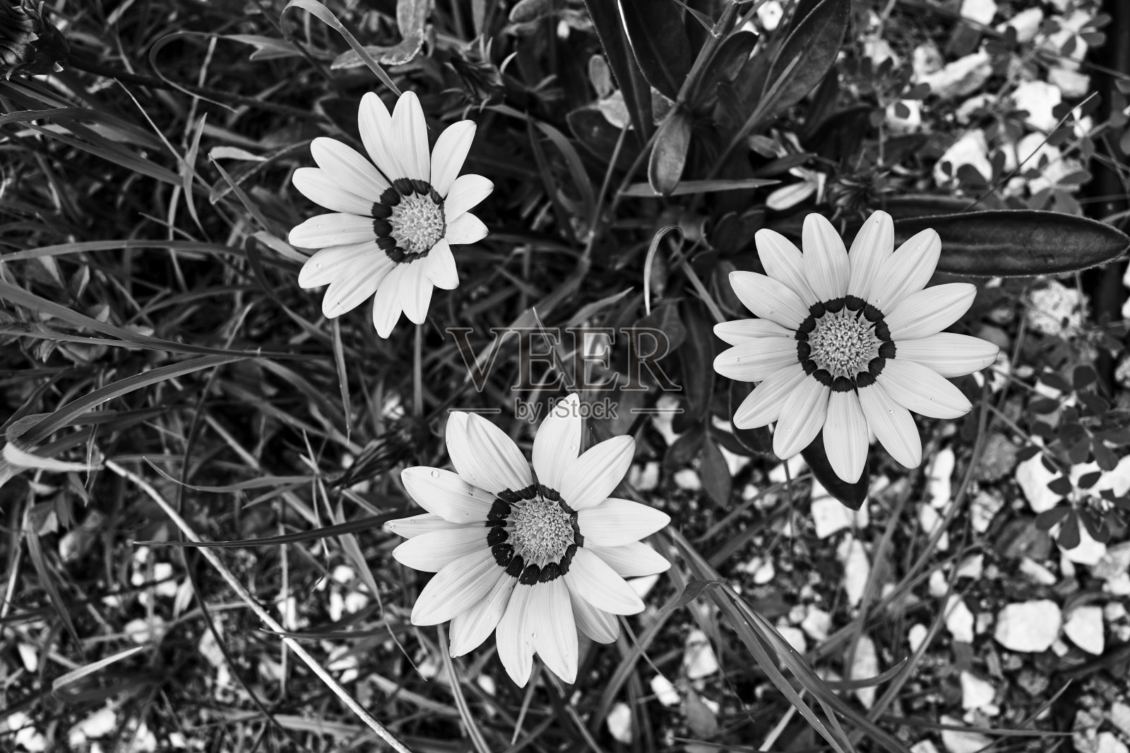 西西里岛上盛开的非洲雏菊照片摄影图片