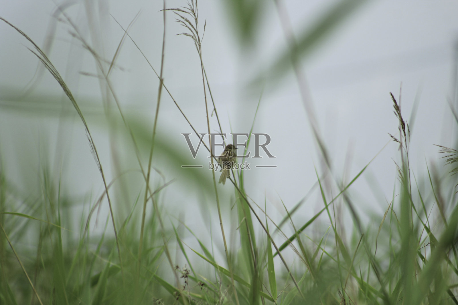 野生动物中的鸟。栖息在芦苇上的绿毛鸟。照片摄影图片