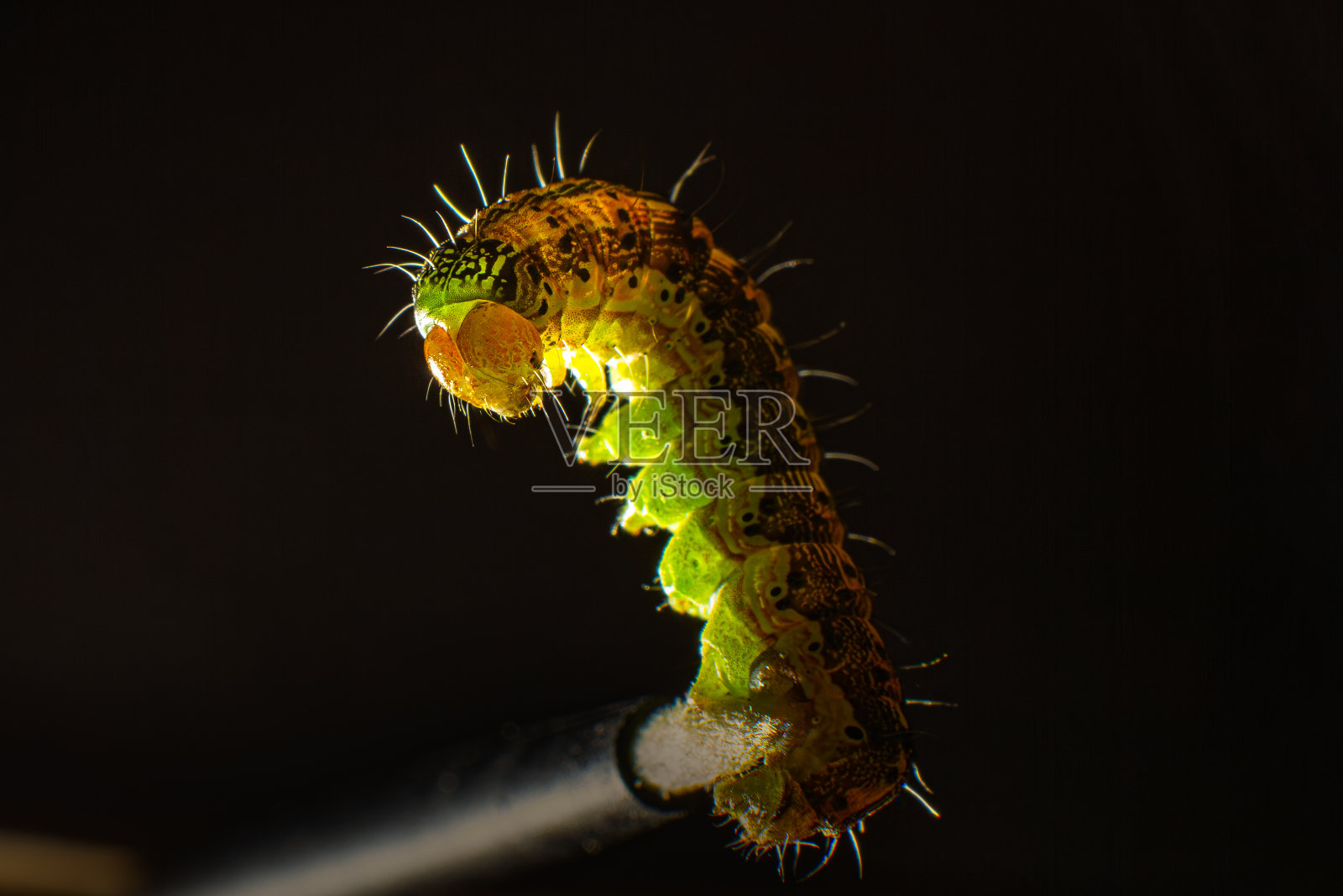 微距照片绿色毛虫在黑色背景照片摄影图片