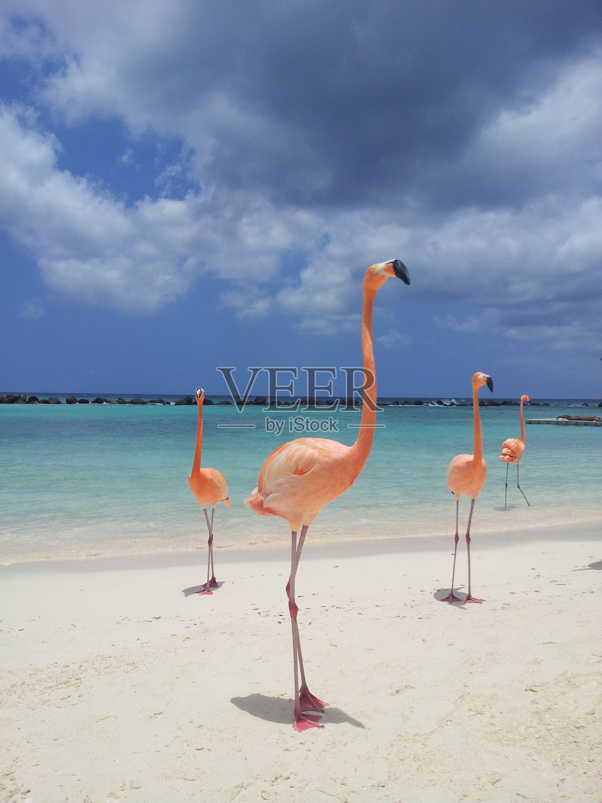 海岸上的火烈鸟对着天空照片摄影图片