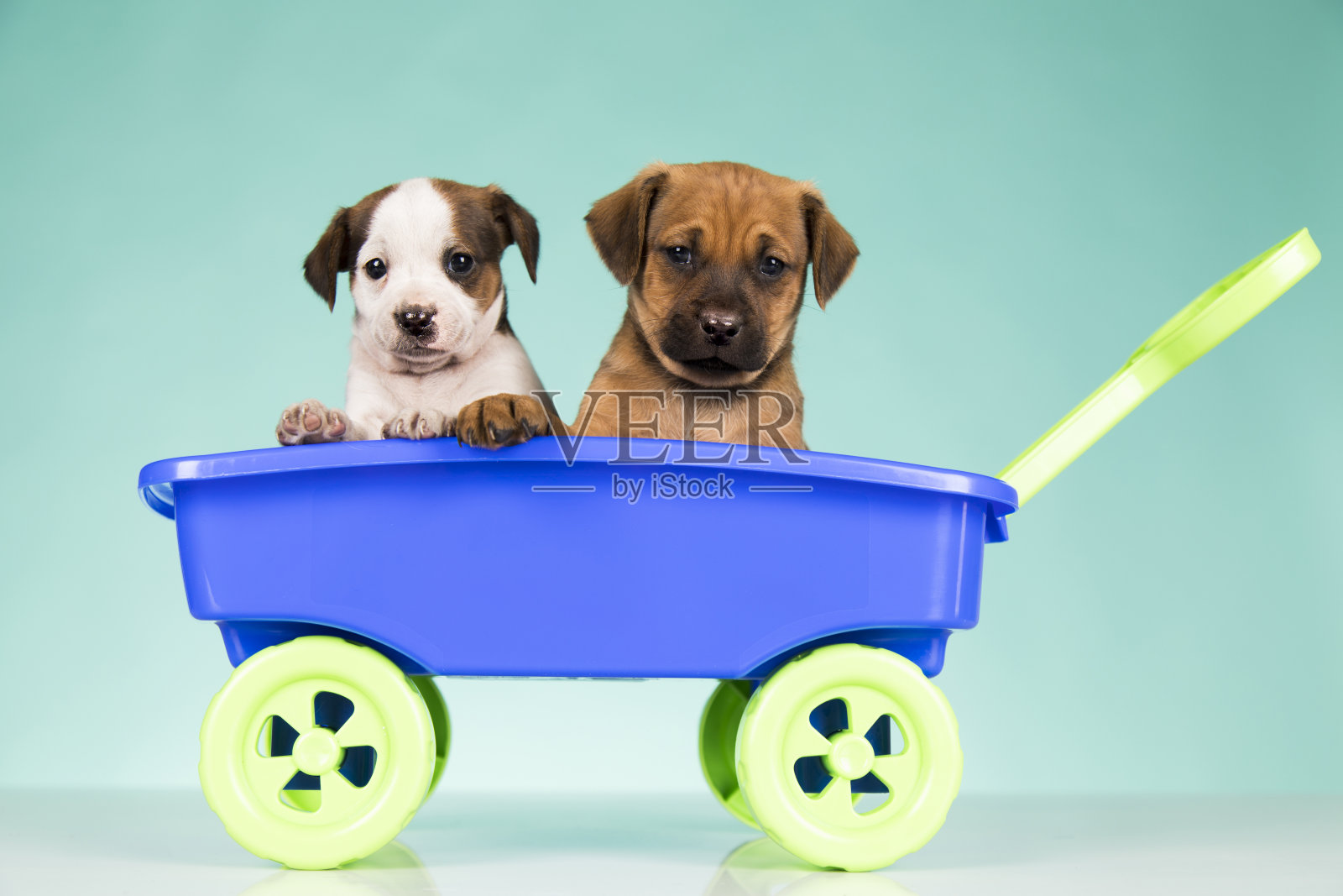 漂亮的小狗在玩具马车里照片摄影图片