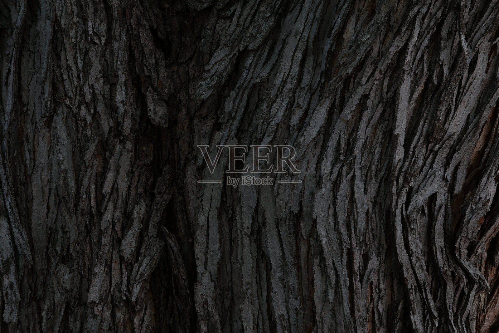 树皮照片摄影图片