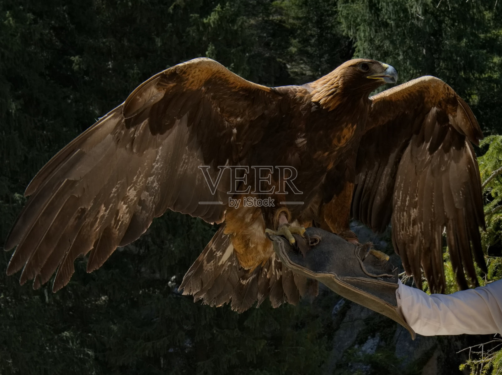 主人手上的金雕照片摄影图片