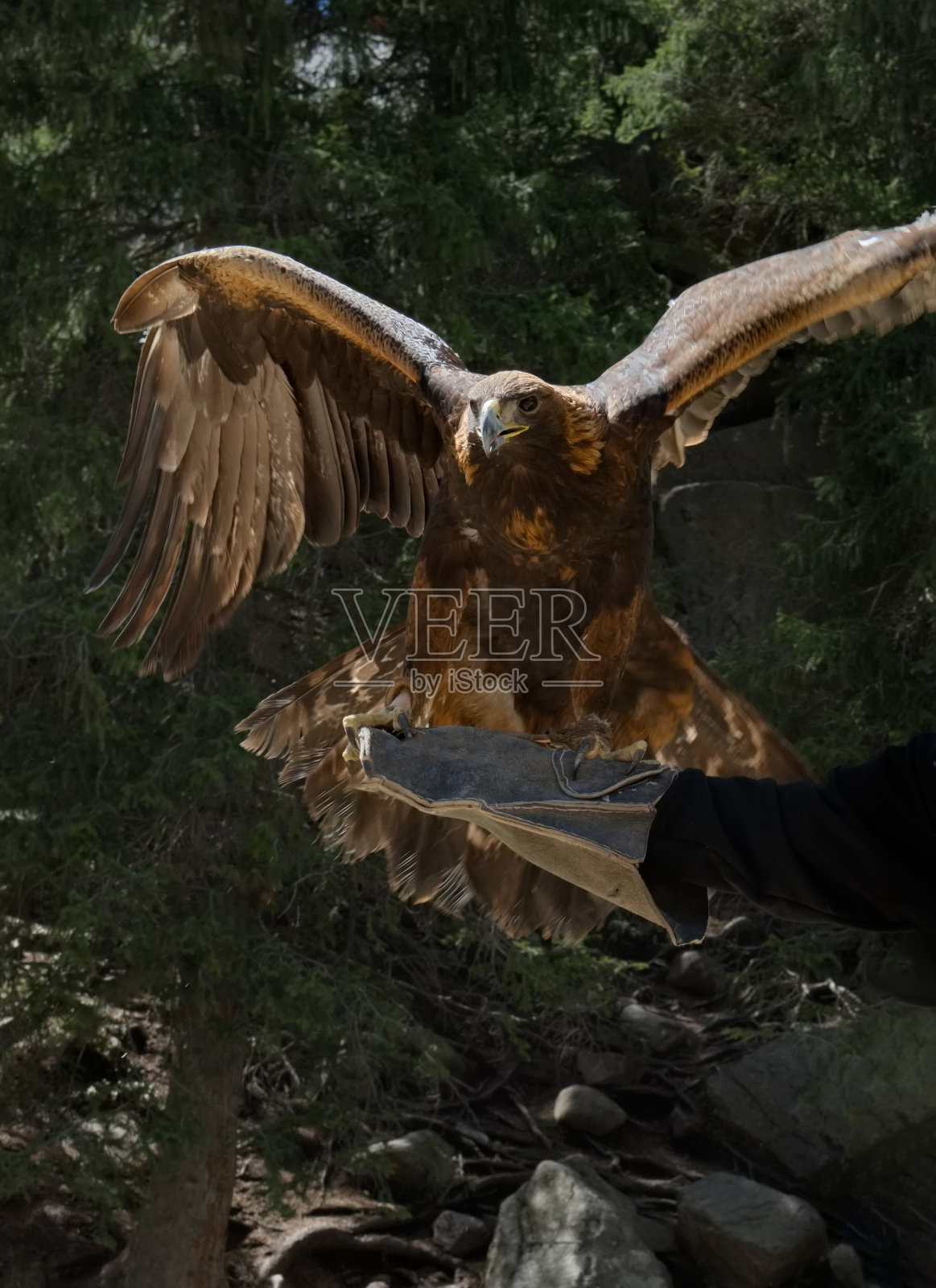 主人手上的金雕照片摄影图片