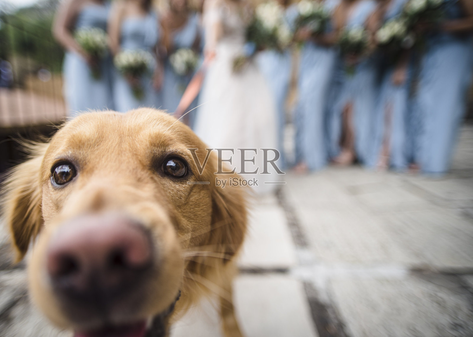 婚礼上的狗照片摄影图片