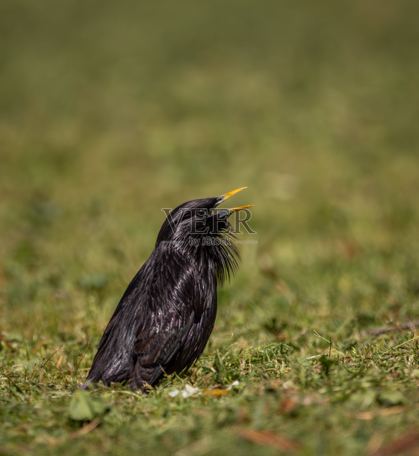 雄性一尘不染的八哥在绿草地上歌唱照片摄影图片