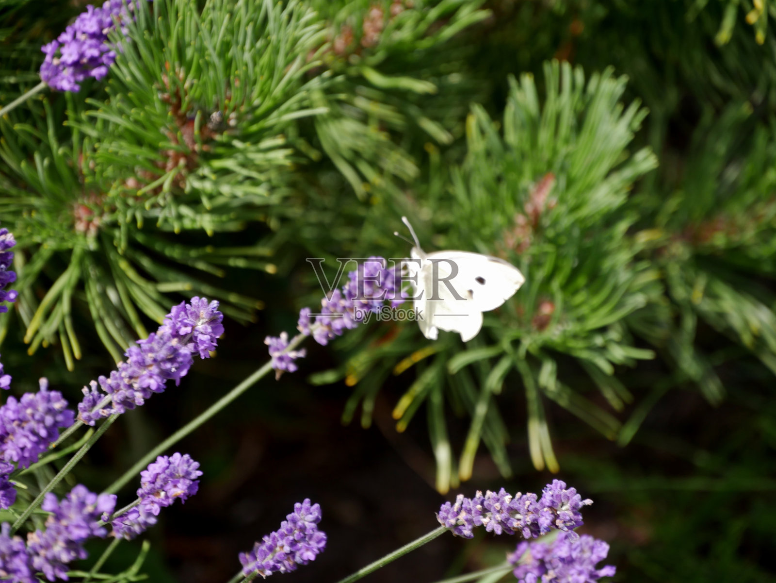 薰衣草花上的蝴蝶照片摄影图片