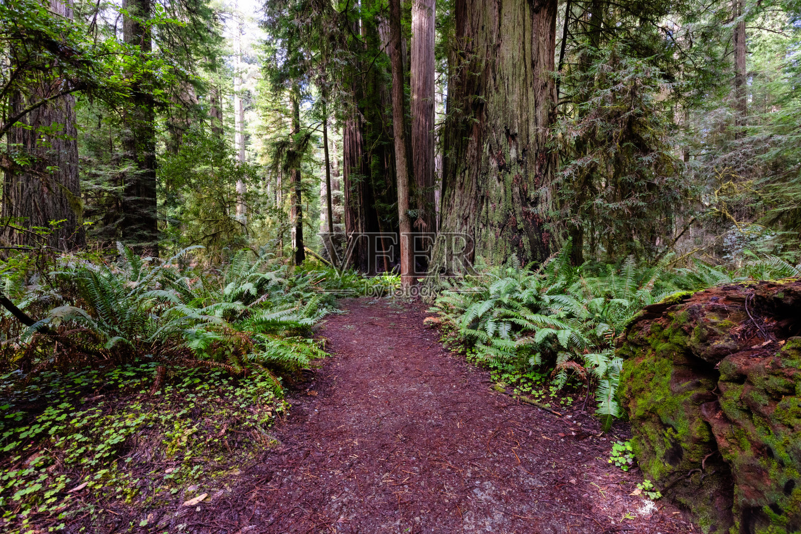 辛普森里德小径照片摄影图片