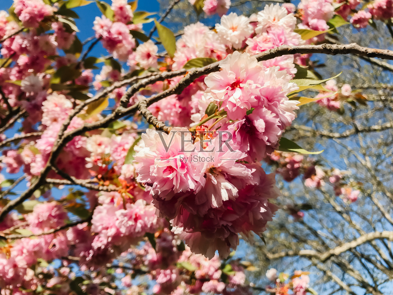 树枝上的粉红色花朵，背景是蓝天照片摄影图片