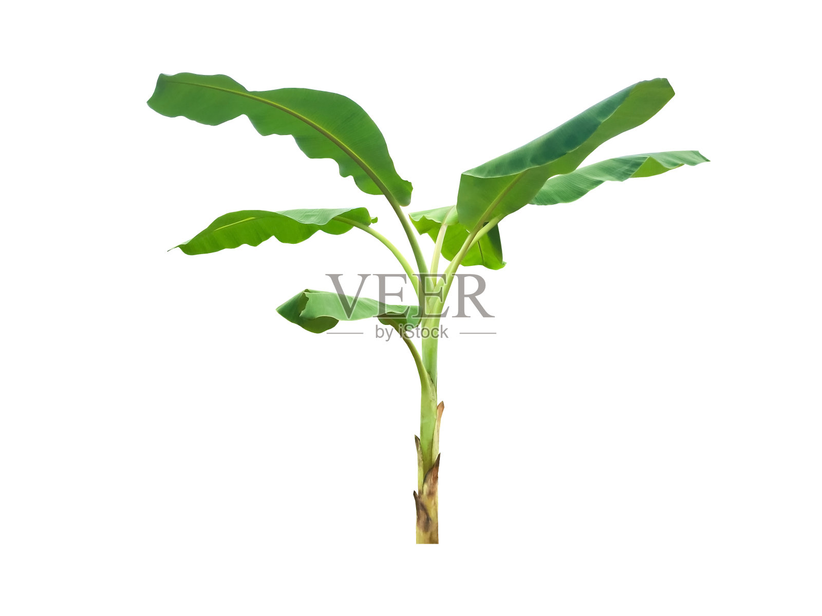 芭蕉叶和芭蕉树照片摄影图片