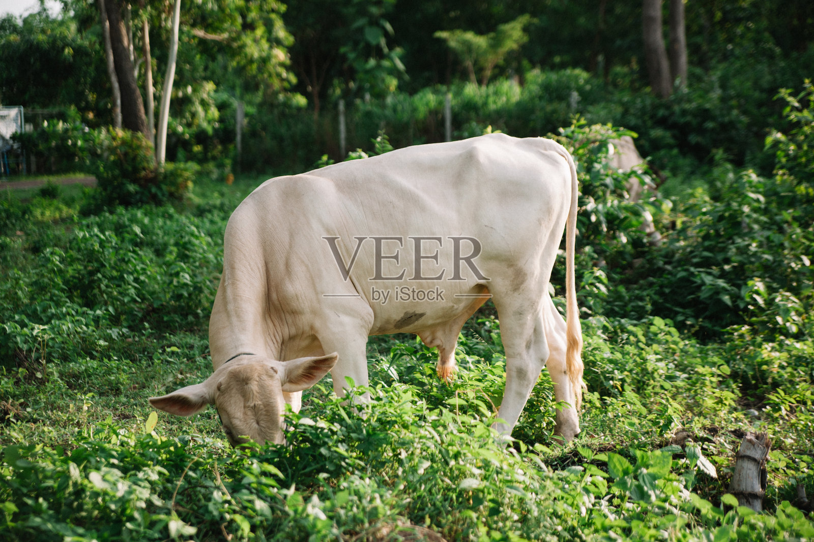 可爱的泰国牛照片摄影图片
