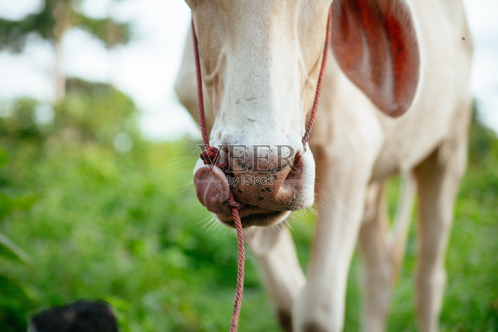 可爱的泰国牛照片摄影图片
