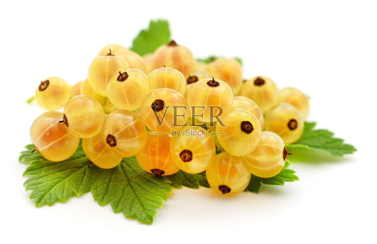 带绿叶的白加仑子。照片摄影图片