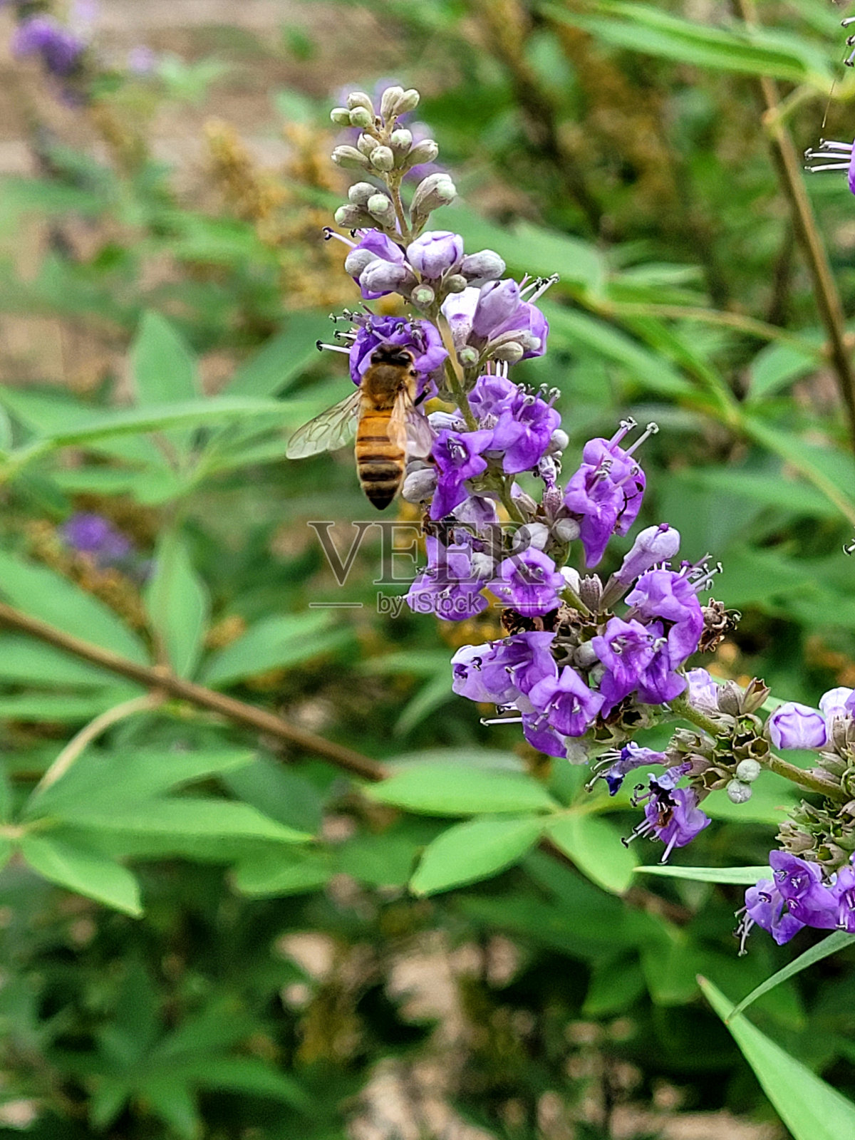 蜜蜂授粉照片摄影图片