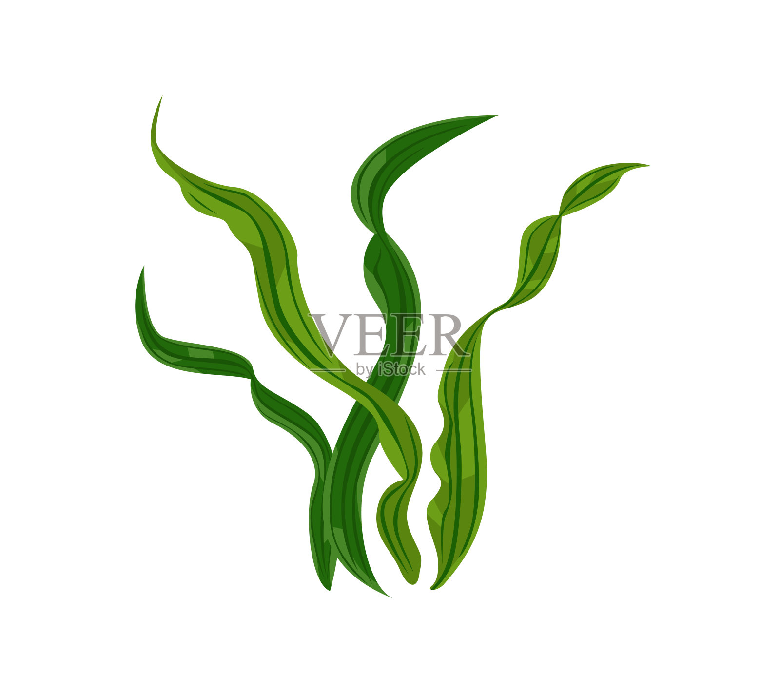 海藻矢量插图。卡通平面图标的藻类插画图片素材
