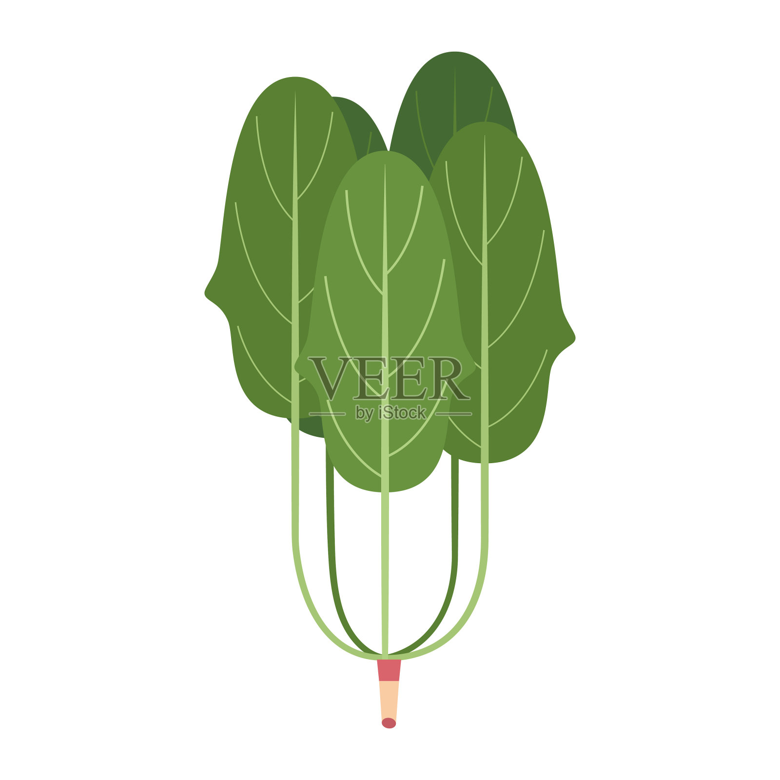 天然有机蔬菜菠菜，健康载体绿色食品插画图片素材