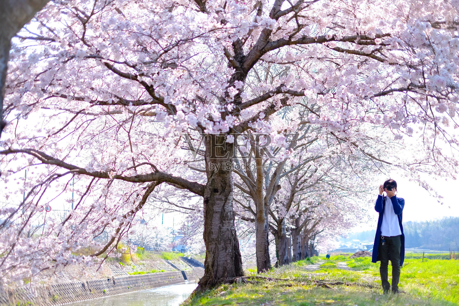 一名男子站在田野的樱花树旁拍照照片摄影图片