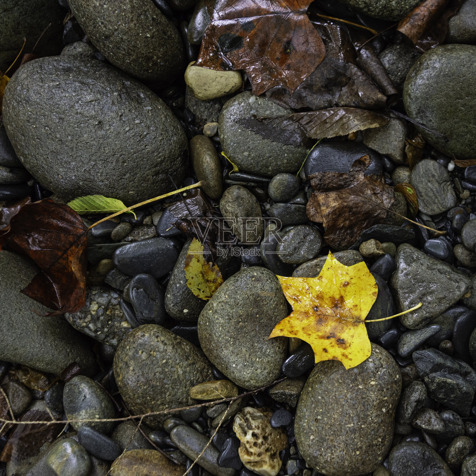 树叶在河流岩石的自然背景照片摄影图片
