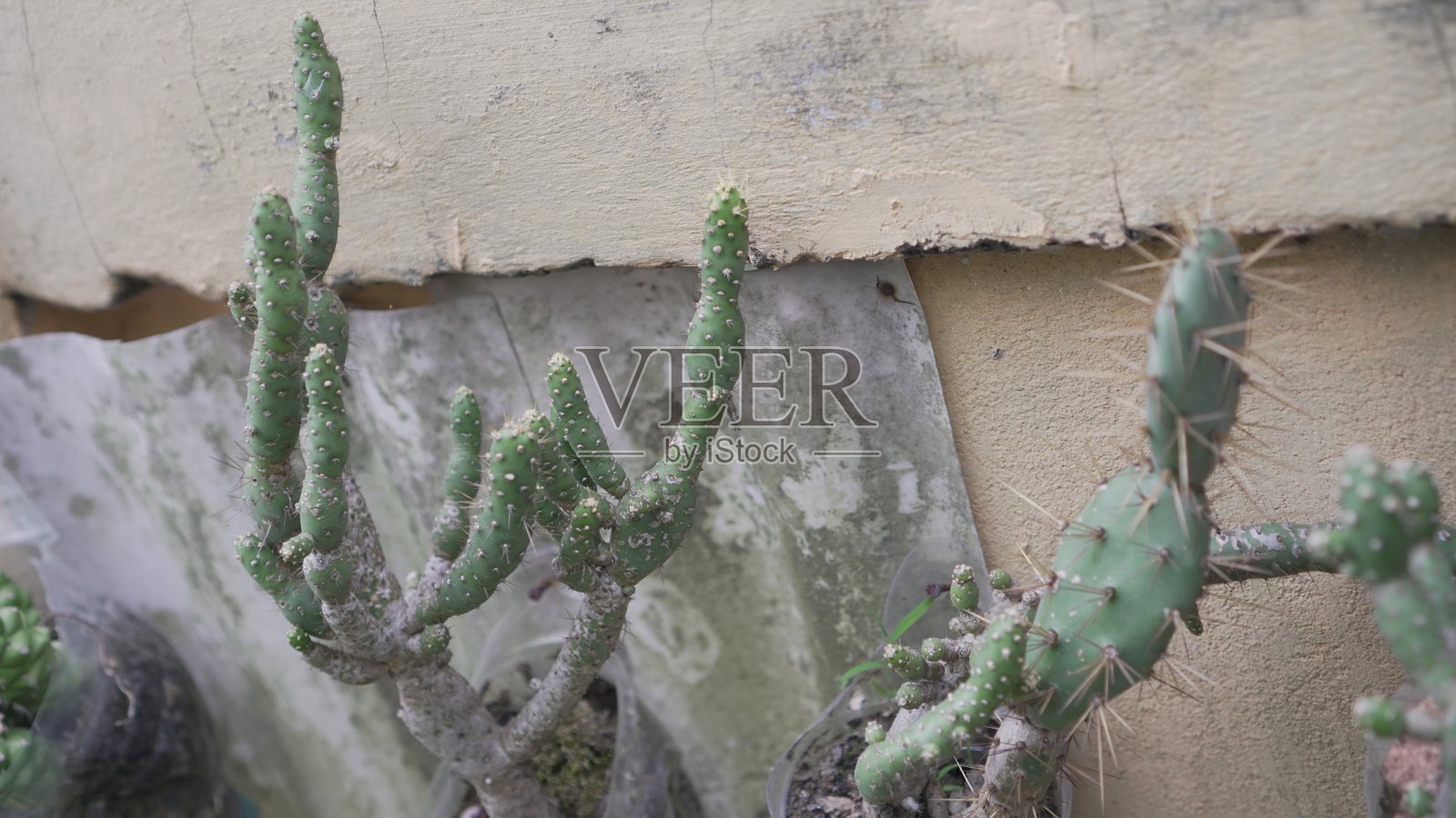 迷你仙人掌植物使用瓶子和减少浪费的数量。照片摄影图片