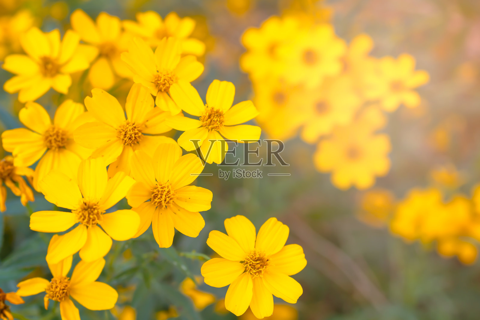 美丽的金黄色盛开与黄色花粉花雏菊与金色的阳光模糊的背景照片摄影图片