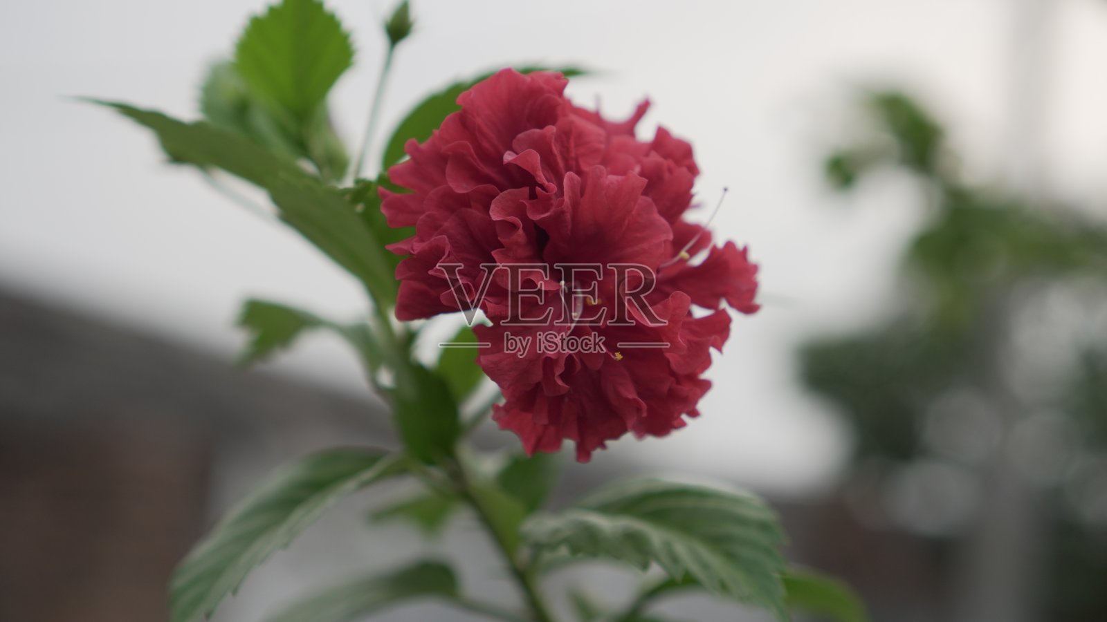 这种美丽的红花被称为木槿。照片摄影图片