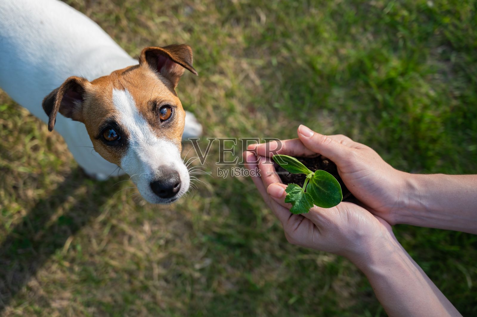 一名妇女在户外的杰克罗素狗的口鼻旁，手里拿着一颗嫩芽。照片摄影图片