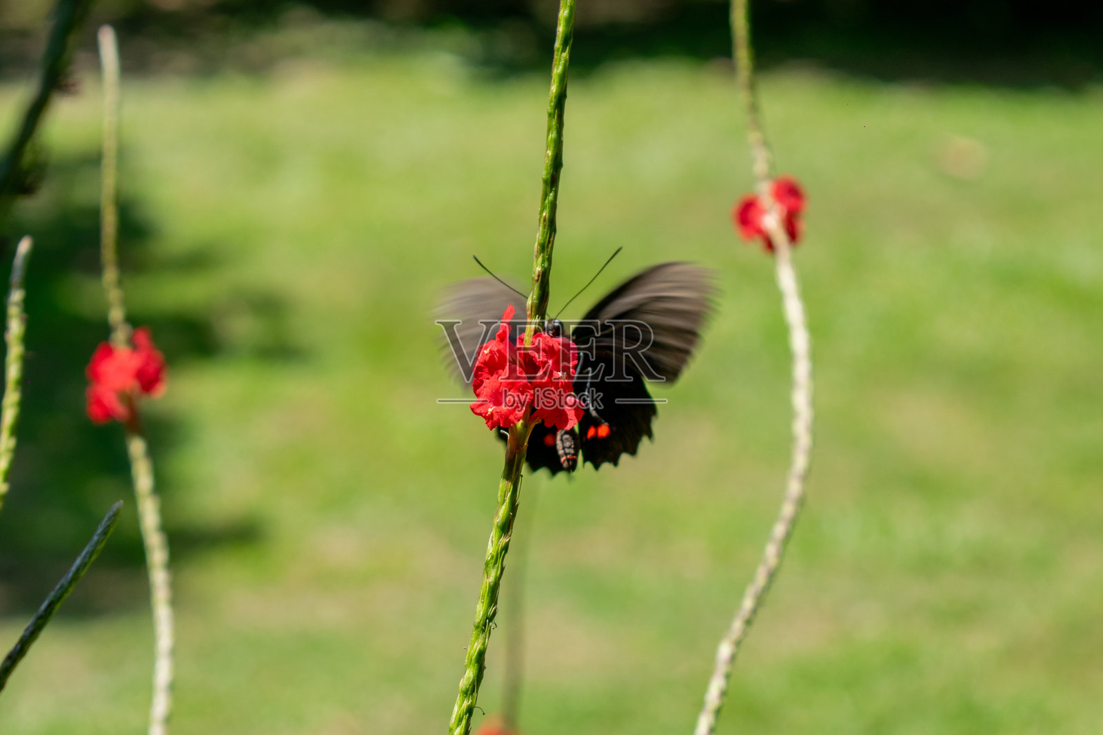 蝴蝶为红花授粉——昆虫相互作用的细节照片摄影图片