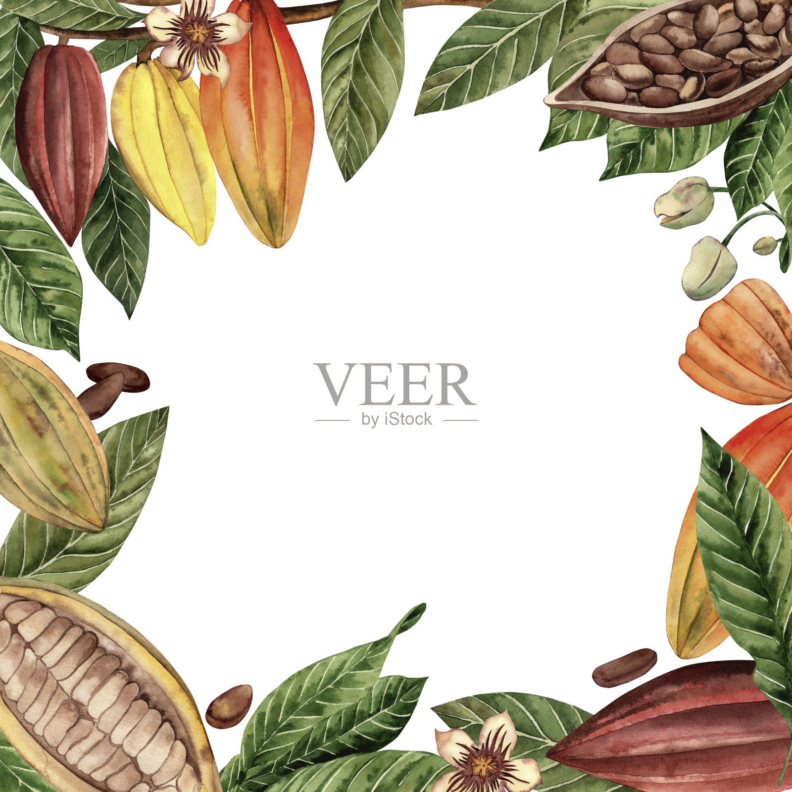 可可豆、可可叶、可可花、可可粒是一幅方形水彩画框。这幅插图是手绘在白色背景上的。用于印刷和设计明信片，请柬，菜单，包装，餐具插画图片素材