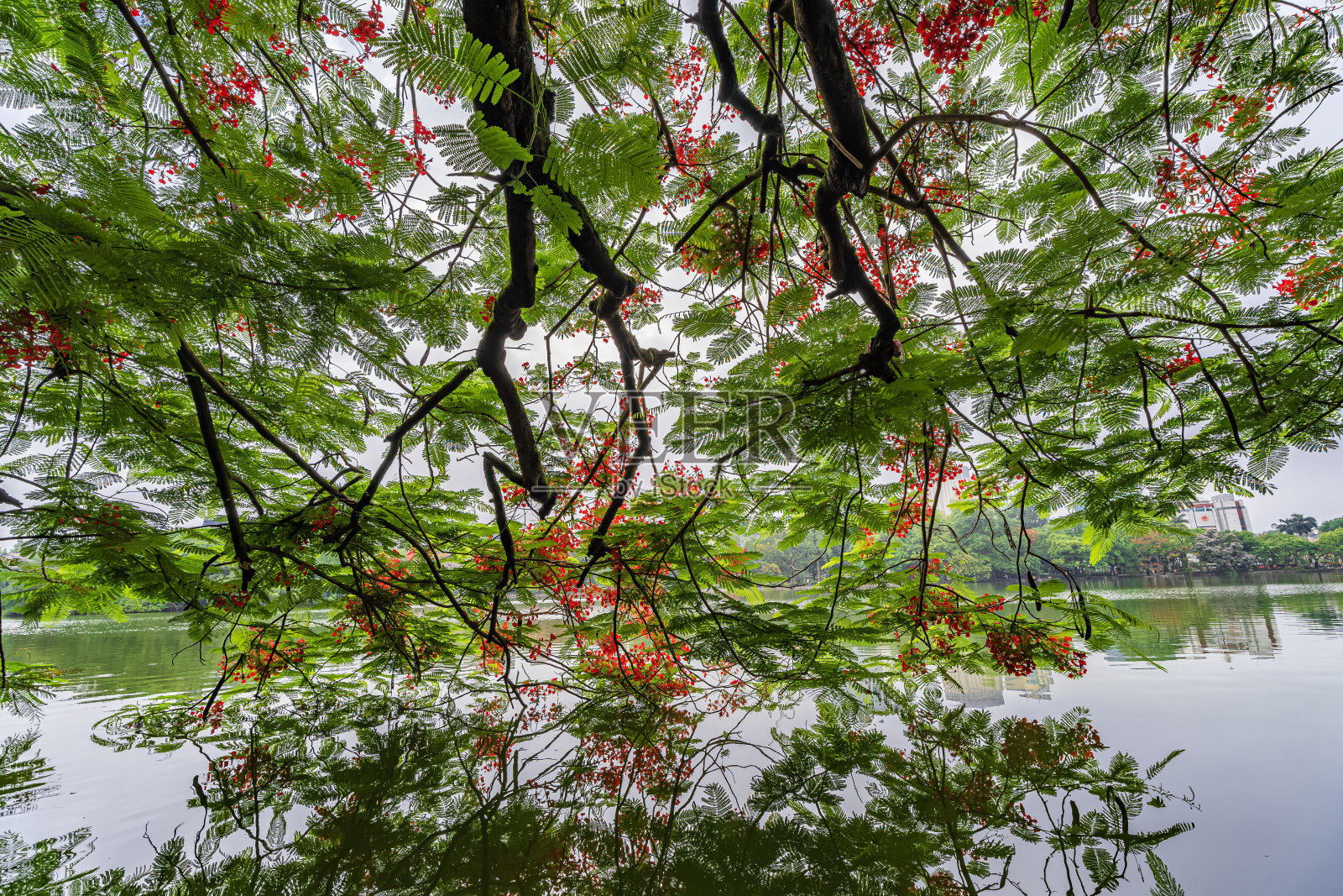 在晴朗的日子里，蓝天白云，越南河内的河国湖或剑湖与海龟塔照片摄影图片