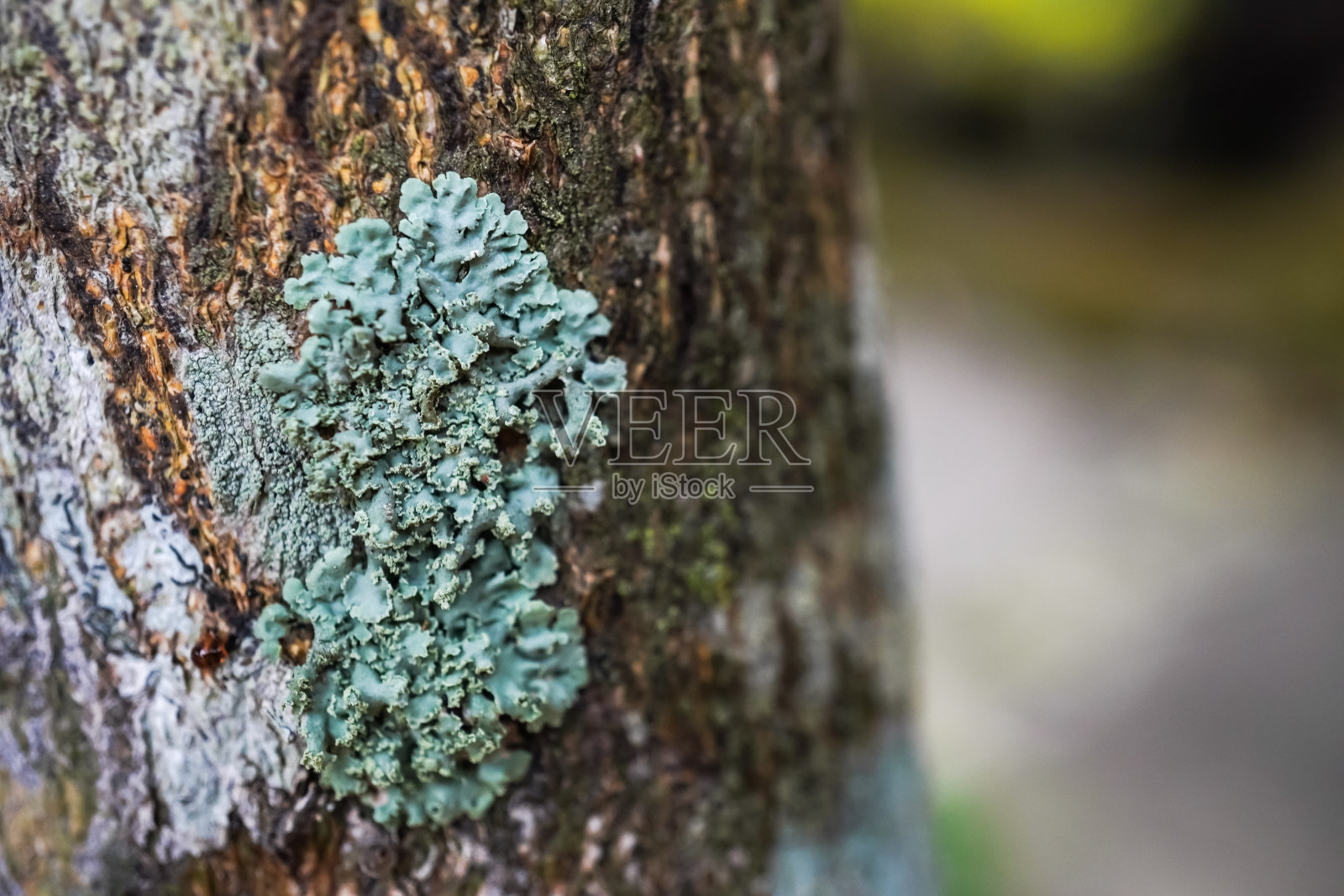 树皮地衣是一种共生藻类或蓝藻生活在多种真菌物种的细丝。真菌霉斑生长在森林里腐烂的木头上。生物学和生物多样性的概念。照片摄影图片