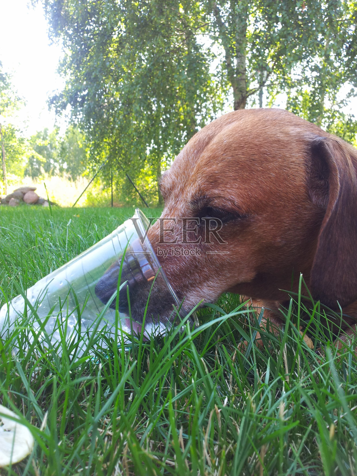 棕色腊肠犬在大自然中照片摄影图片