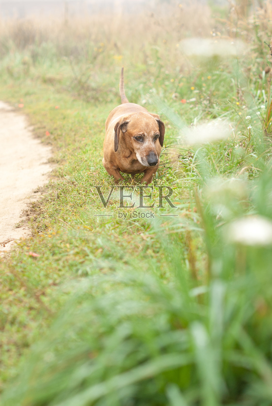 棕色腊肠犬在大自然中照片摄影图片