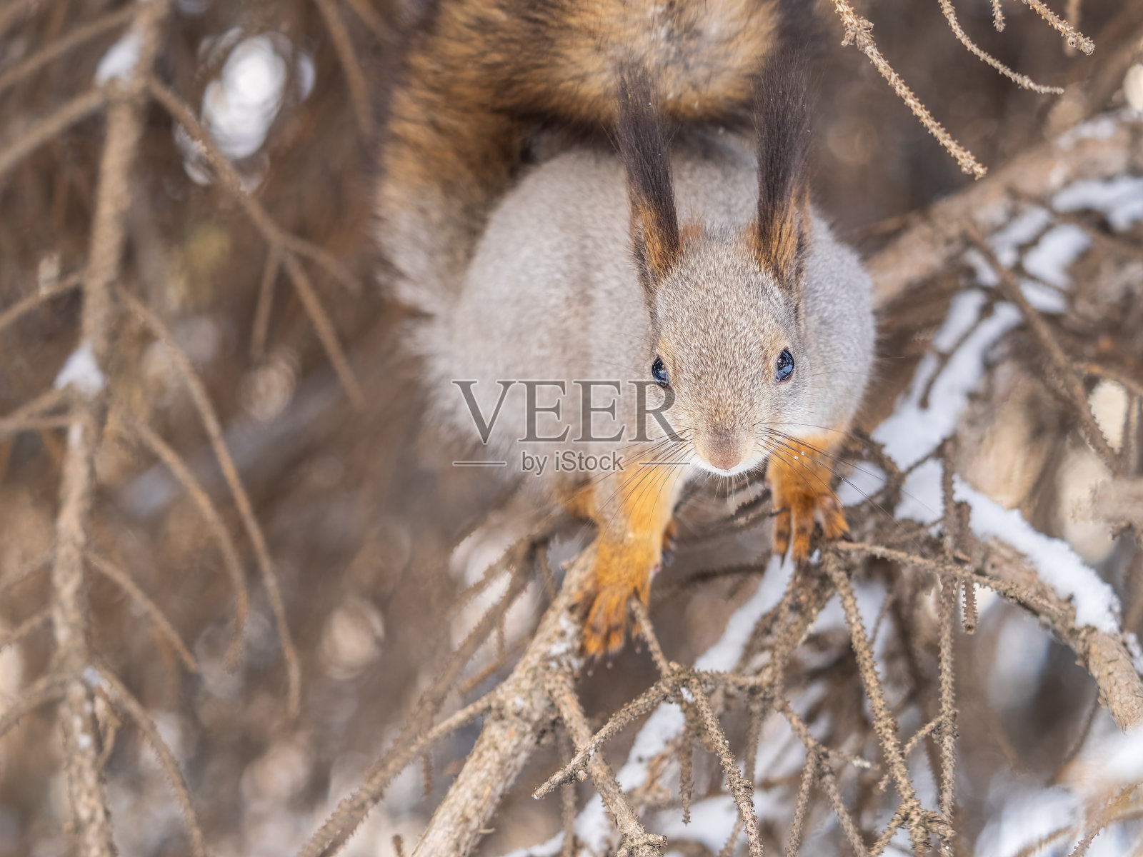 冬天或秋天，松鼠坐在没有叶子的树枝上照片摄影图片