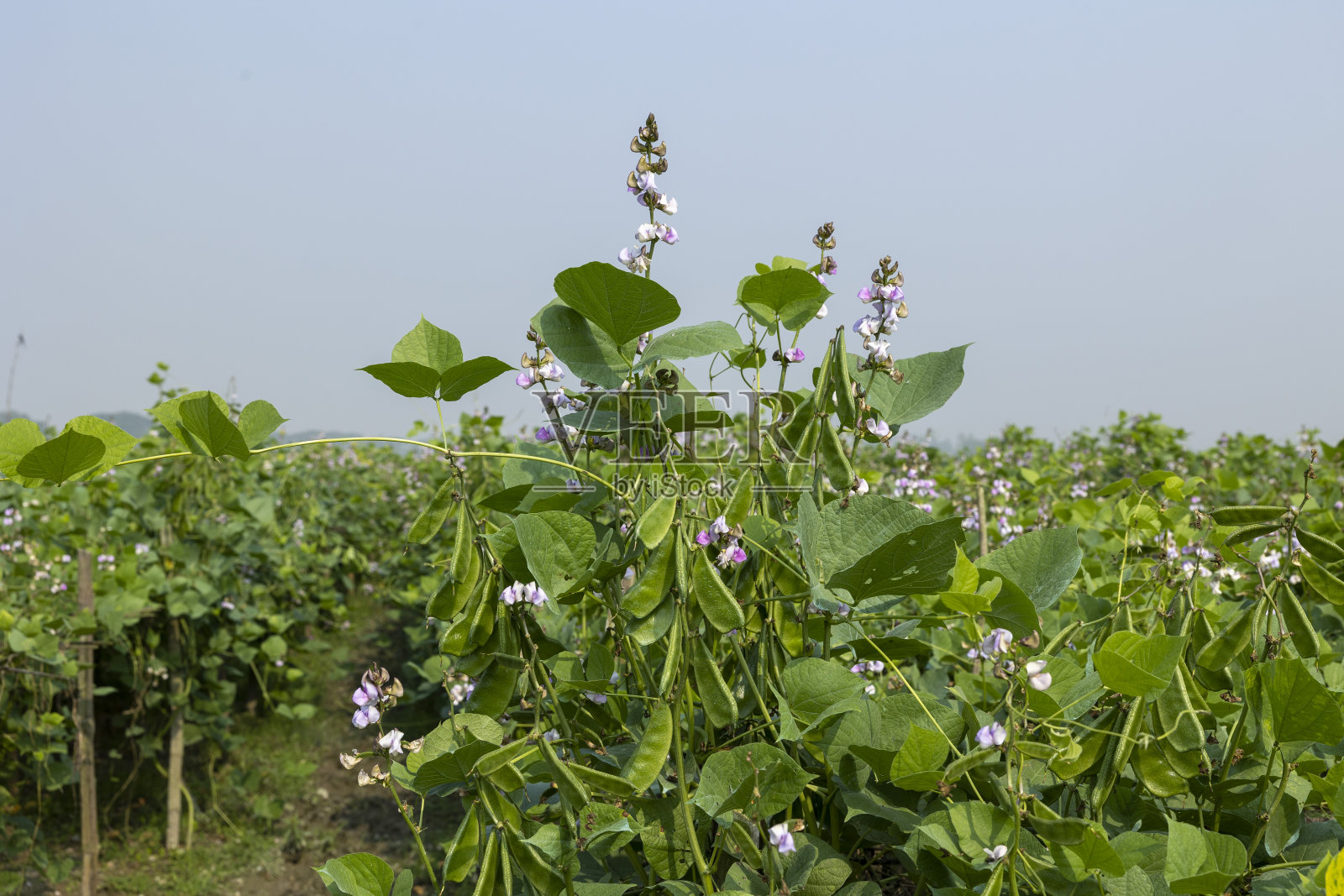 孟加拉冬季的豆花和豆田。照片摄影图片