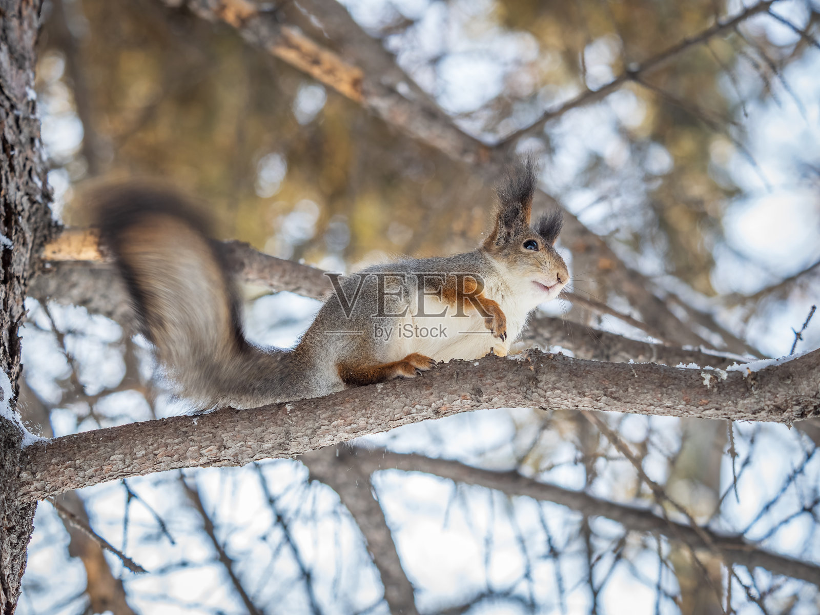 冬天或秋天，松鼠坐在没有叶子的树枝上照片摄影图片