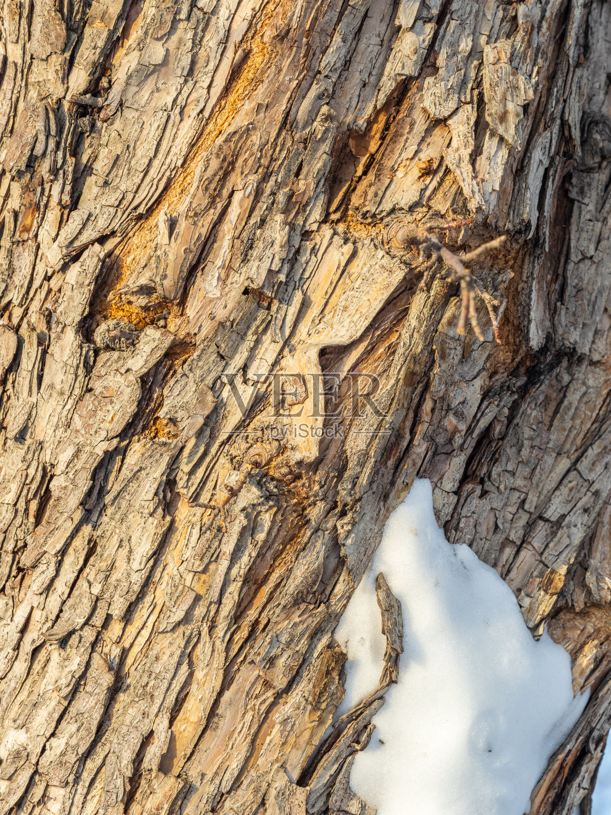 一棵老苹果树的树皮和冬天的雪的纹理照片摄影图片