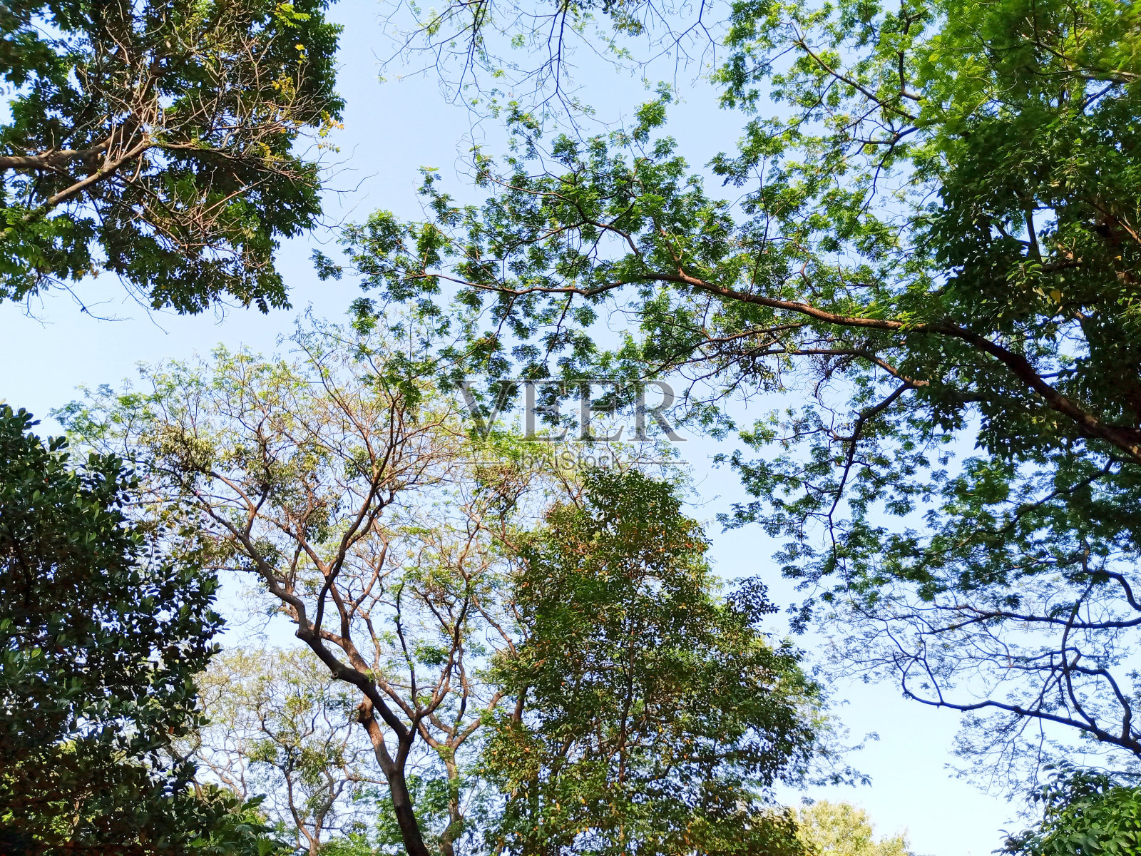 绿树成荫的美丽树木照片摄影图片