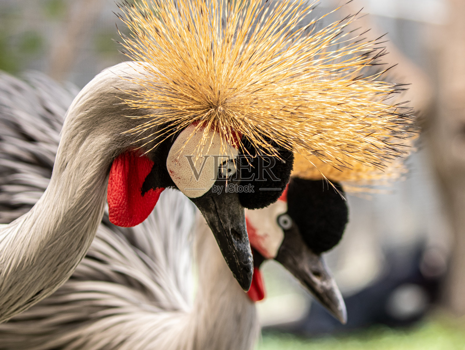 两只灰冕鹤的面部特写照片摄影图片